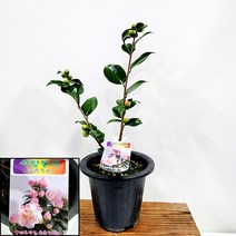꽃나무팜 서향동백 중대품 향동백 동백나무 향기좋은나무 야생화 핑크꽃 남부지방 노지월동 한개금액입니다