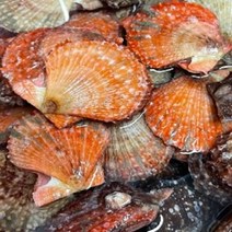 프리미엄농수산 당일수확 고성 통영 홍가리비 3kg(75미 내외)