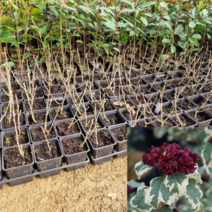 [모든원예조경] 무궁화나무 (퍼류리어스) 신품종 무늬종 겹꽃 묘목 포트묘