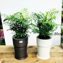 청년농부 개업화분 공기정화식물 식물모음전 01, 테이블야자원형브라운