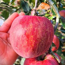 [재벌사과] 청송사과 얼음골 꿀 부사 유명한곳 선물세트 사과 3kg 5kg 10kg, 1박스, 10kg 정품 꼬마(48~50과)