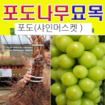 (D소망)청포도(샤인머스켓)묘목(접목1년생) 1그루