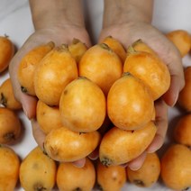 완도 비파 산지직송 햇비파 비파열매 1.2kg 2kg 5kg 10kg 고당도비파 생비파, 푸띠 완도 생 비파열매 1.2k