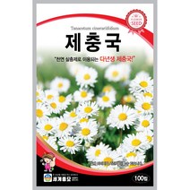 세계 제충국 씨앗 다년생 아스타 달마시안 살충제 국화과 봄 여름 가을 꽃씨 종자, 버즈아이