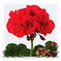 [어린모종]제라늄(영양계-조날) : 8cm분, 토스카나 니클라스