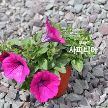 플러브 사피니아 걸이식물