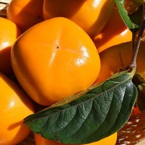 감나무 묘목 / 오오타네나시 (씨없는 대왕감) 진짜 커요 / 곶감용 / 접목1년생 묘목 FT108