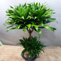 에덴농원 콤펙타 (중대품) 수형이 예쁜아이 (농장직영판매), 1개