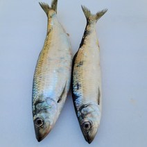 가덕도농수산 구이용 냉동/생물 청어 석쇠숯불구이 야외캠핑요리, 03.냉동2마리 1팩(알배기)