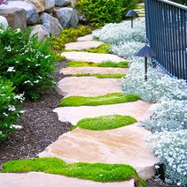 [모야모 꽃씨] 아이리쉬모스 50립 씨앗, 1개