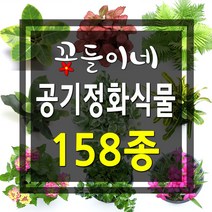 꽃들이네 실내공기정화식물 수경재배 아레카야자 금전수 틸란드시아 유칼립투스 몬스테라 떡갈고무나무 여인초 극락조 율마 화초 스킨답서스 올리브나무 뱅갈고무나무 남천나무 해피트리 거실화분 파키라 커피나무 수경재배식물 수경식물 공기정화식물 미세먼지정화식물 로즈마리 허브, 1-69 크루시아/소형