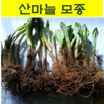 산마늘모종 (4~8년생 특묘) 10개 명이나물 종근 wj185