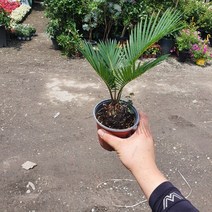 꽃백화점 소철 소중품 25~40cm 69, 1개