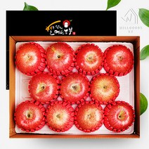 [웰굿]경북 정성담은 명품 사과선물세트 3kg(10-11과), 단품
