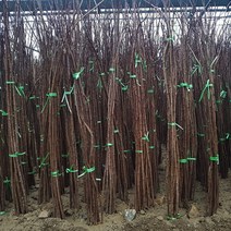 [새싹에서 나무까지] 자엽안개나무 실생 묘목(로얄퍼플)_스모크트리묘목