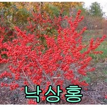 난상홍50CM 3그루 나무 묘목 낙상홍나무 열매나무 관상수 조경수 꽃나무