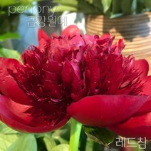 작약 숙근 입고 금강원예, 레드참