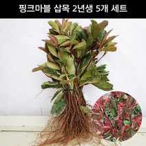 홍가시나무 핑크마블 삽목2년생 5개 세트 상록수 울타리용 조경수 묘목 화분