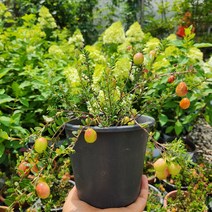 크랜베리나무 넌출월귤 소중품 꽃비야생화, 1개