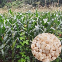 강원도 정선 산골짜기 유기농 찰옥수수알 1kg 정성가득