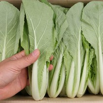 얼갈이 솎음배추 1kg 팔팔마켓 겉절이용 어린배추