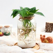 바보사랑 스킨답서스 수경재배 키우기 세트 공기정화식물 가습 .미미네아쿠아