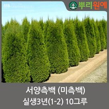 서양측백 미측백 실생3년(1-2) 10그루 뿌리원예