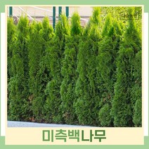 서양측백나무 묘목 미측백 키80cm(분) 1개