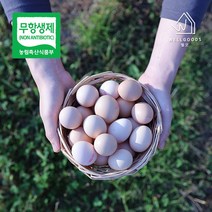 [웰굿] [무항생제] 자연방사 백봉오골계란 초란(10구), 상세 설명 참조