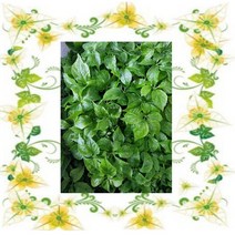새싹인삼 오르삼 공중재배 새싹인쌈 수경재배 청정수삼 Ginseng Sprout, 중품, 1년근, 20g