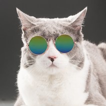 펫데일리 고양이 강아지 안경 냥글라스 도글라스 선글라스, 블랙테안경, 1개