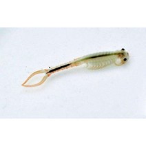 30mm L 소금물 요정 새우 알 매직 생활 동물 성장 라이브 브랜치 정면 웜 크리스마스 완구 참신한 달걀 10000 개/묶음, Light Green