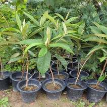 비파나무_열매잎 모두 활용가능한 경재수(YI)