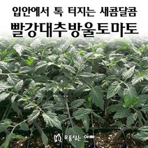 [모종심는아빠] 입안에서 톡 터지는 새콤달콤 빨강대추방울토마토 베타티니, 모종3컵
