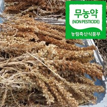 건와송 200g /국산토종 와송 무농약 노지재배, 1개