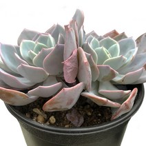 백카시스-에케베리아/임브리카타/교배종/다육식물, 1개