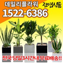 개업축하화분배달 개업식 인테리어식물 집들이 선물 금전수 스투키 산세베리아 만냥금 뱅갈고무나무 떡갈나무 알로카시아 소철 극락조 파키라 거실화분 실내화초, (선택17)콤팩타