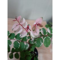 소코라코