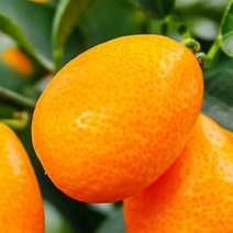 [충북농원] 낑깡 귤 묘목 - 결실주, 단품