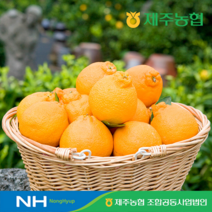 eTV 제주농협 귤로장생 제주 햇 한라봉 2kg, 1