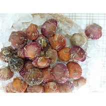 산지직송 홍가리비2kg 60미 내외, 가리비2KG