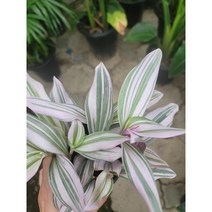 삼색달개비 99