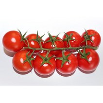 고당도 스테비아 토마토 토망고 방울토마토 허니마토 한라봉마토 가정용 프리미엄 과일선물, 스테비아방울토마토(한라봉맛) 500g