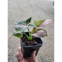 핑크스콧싱고니움 싱고늄 소품 10~25cm 99수국 몬스테라 다육이 실내공기정화식물