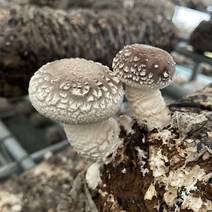 무농약 생 표고버섯 1kg 참나무 원목 당일수확출고 가정용 말린표고 건조표고, 표고버섯 상품 1kg