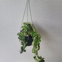 무늬콤팩타호야 콤펙타 바리에가타 수입호야 50-70cm 159