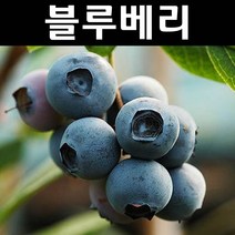 블루베리/챈티클리어 삽목4년 결실주(분) 나무 묘목 1개/유실수/과수