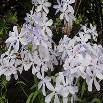 차가프록스/포트묘(4개묶음)/묘목/k0075, 4개