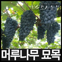 개량머루/개량머루묘목/망포트/삽2년/5주/도시농부
