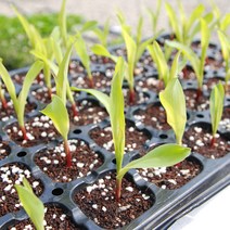 모종판 5장 32구 50구 72구 105구 128구, 50구-5장